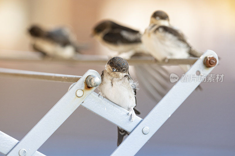 谷仓燕子(Hirundo rustica)在我的窗口靠近。躺在我的衣架上